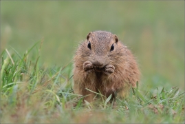 <p>SYSEL OBECNÝ (Spermophilus citellus) 8/2016 /European ground squirrel - Europäischer Ziesel/</p>